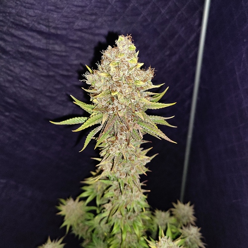 Growreport Bild 37