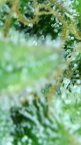 Growreport Bild 65