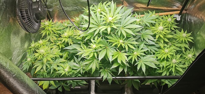 Growreport Bild 11