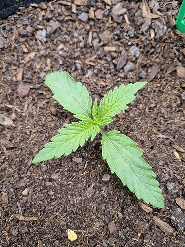 Growreport Bild 48