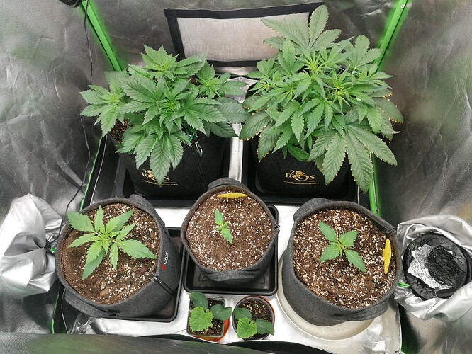 Growreport Bild 138