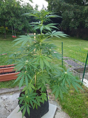 Growreport Bild 15