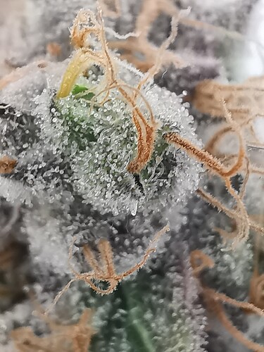 Growreport Bild 28