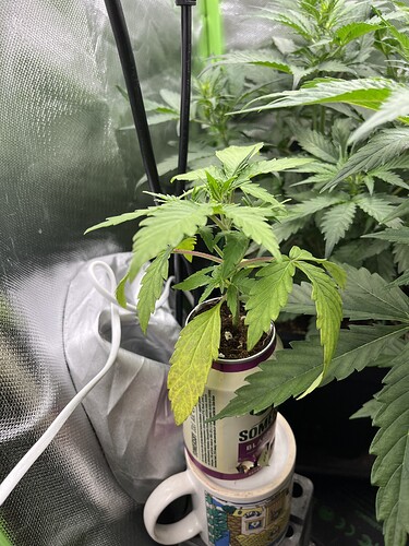 Growreport Bild 4
