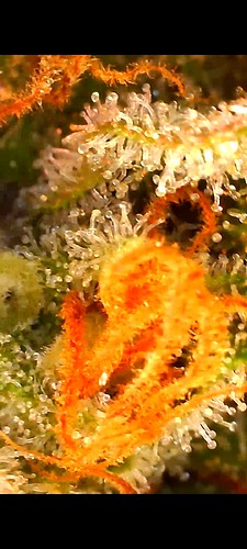 Growreport Bild 20