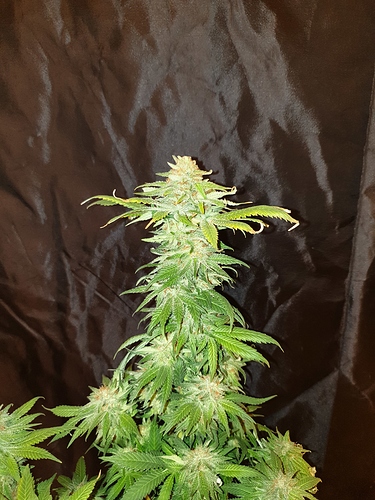 Growreport Bild 16