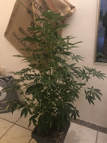 Growreport Bild 7