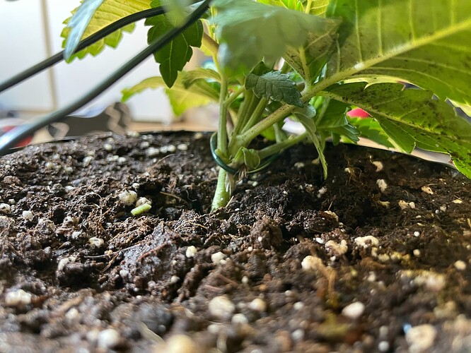 Growreport Bild 24