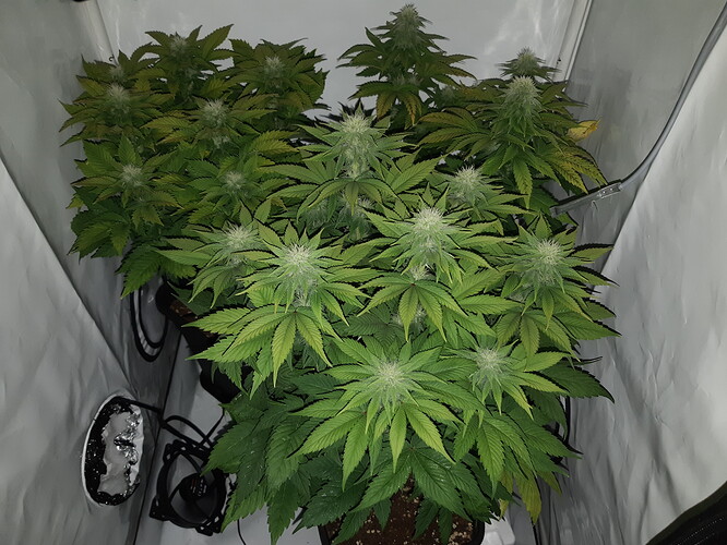 Growreport Bild 9