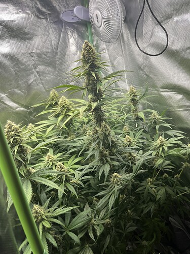 Growreport Bild 4