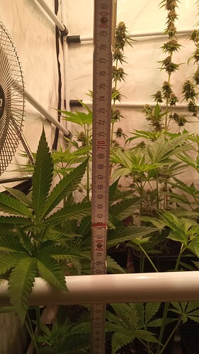 Growreport Bild 1