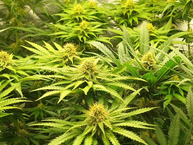 Growreport Bild 27