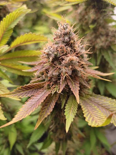Growreport Bild 5