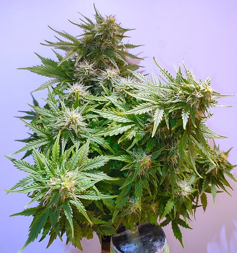 Growreport Bild 31