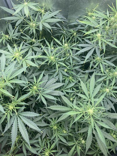 Growreport Bild 1