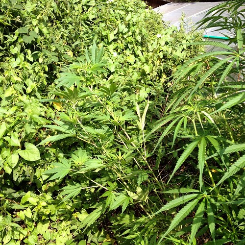 Growreport Bild 26