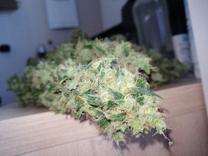Growreport Bild 1