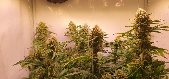 Growreport Bild 2