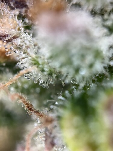 Growreport Bild 34