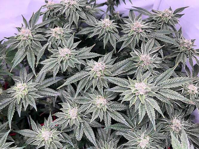 Growreport Bild 12