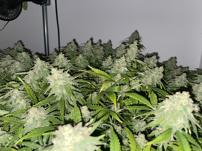 Growreport Bild 24