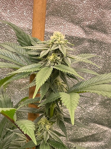 Growreport Bild 5