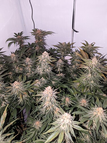 Growreport Bild 1