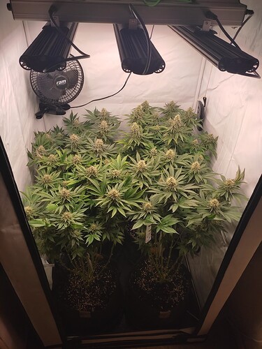 Growreport Bild 1
