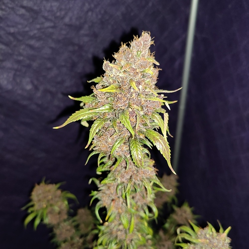 Growreport Bild 59