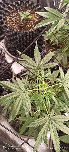 IMG-20230929-WA0017