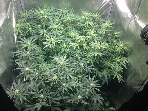 VT49_2701_Bluetenmeer