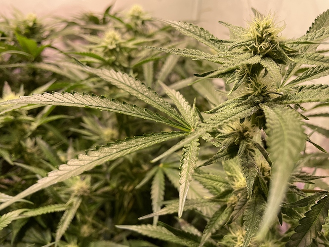 Growreport Bild 3