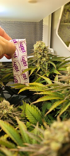 Growreport Bild 6