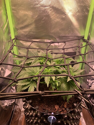 Growreport Bild 6