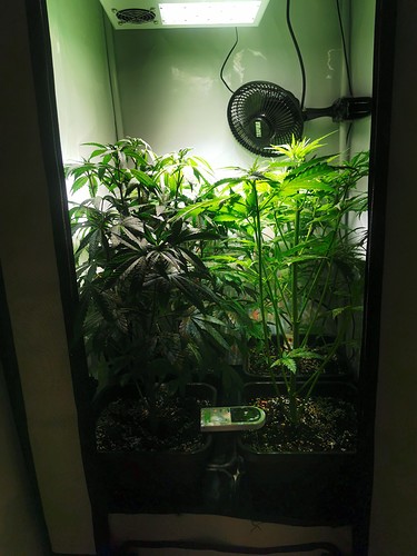 Growreport Bild 3