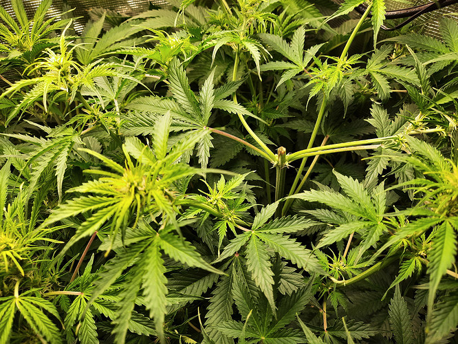 Growreport Bild 9