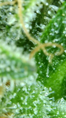 Growreport Bild 57