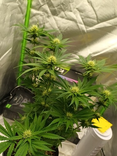 Growreport Bild 5