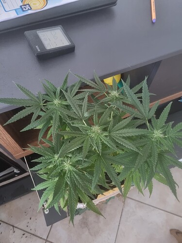 Growreport Bild 3