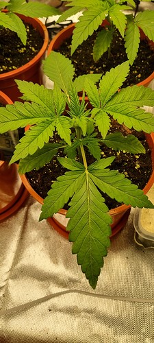 Growreport Bild 8