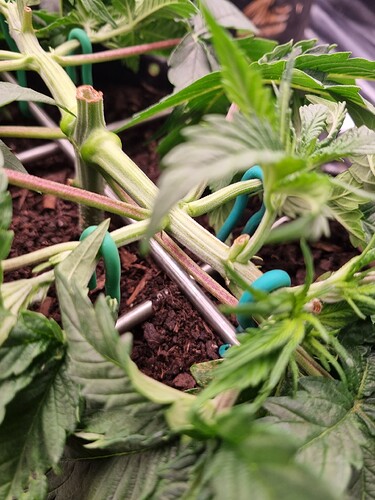 Growreport Bild 47