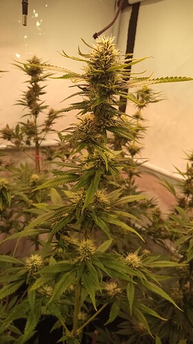 Growreport Bild 12