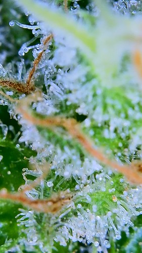 Growreport Bild 8