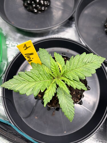 Growreport Bild 78