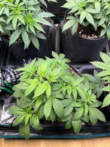 Growreport Bild 6