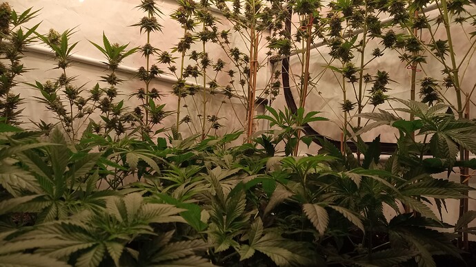 Growreport Bild 10