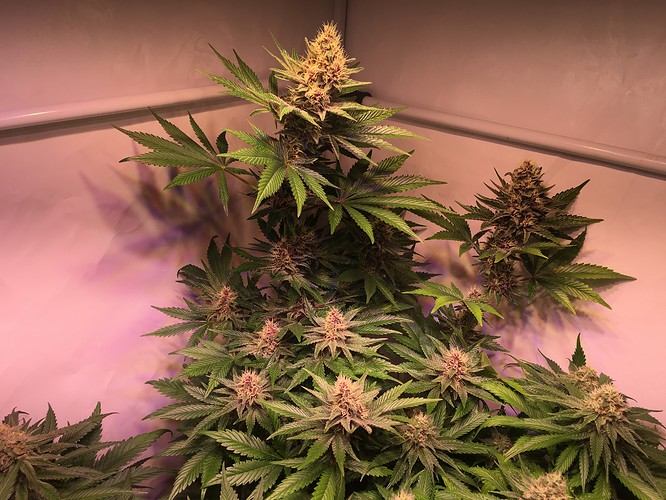 Growreport Bild 5