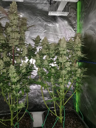 Growreport Bild 15