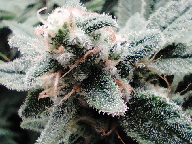 Growreport Bild 22