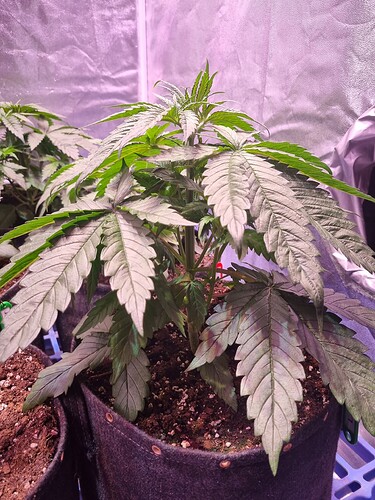 Growreport Bild 39